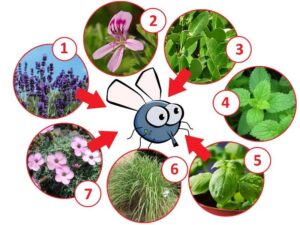 Skuteczne zapachy, które odstraszają muchy – czego nie lubią te owady?