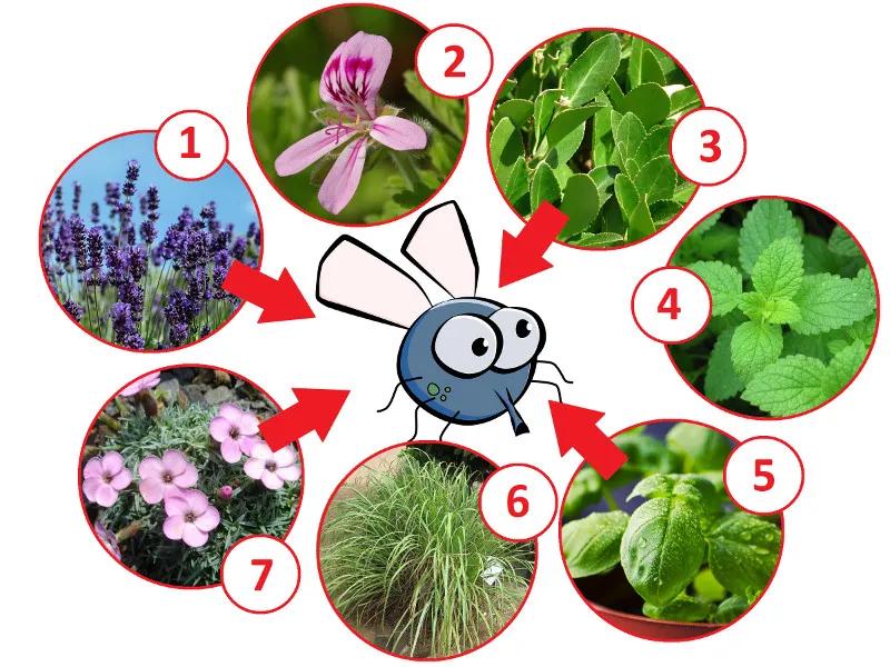 Skuteczne zapachy, które odstraszają muchy – czego nie lubią te owady?