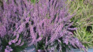 Wrzosy w domu – mit czy prawda? Odkrywamy przesądy związane z tymi roślinami