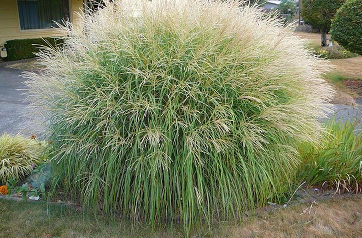 Odmiany miskanta chińskiego