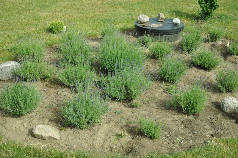 Sadzenie lawendy w gruncie