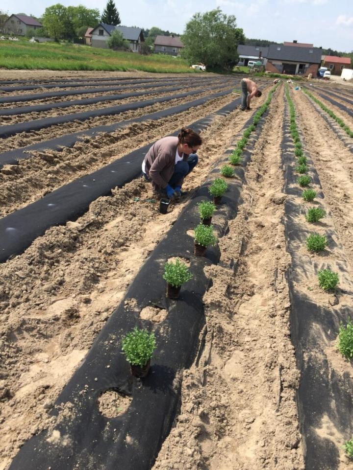 Terminy sadzenia lawendy wiosna i jesień