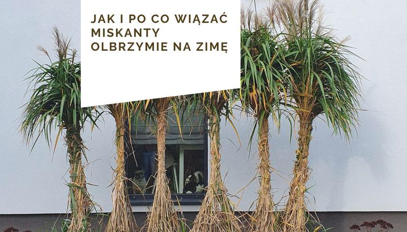 Warunki uprawy miskanta chińskiego