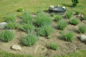 Idealny czas na sadzenie lawendy w gruncie – terminy i zasady, które musisz znać