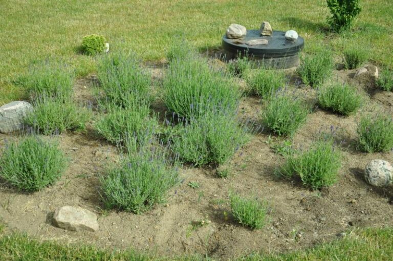 Idealny czas na sadzenie lawendy w gruncie – terminy i zasady, które musisz znać