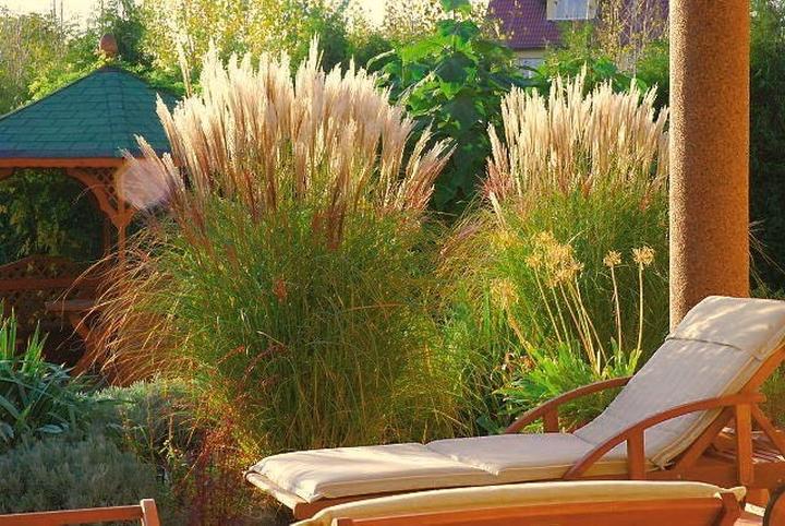 Kiedy i jak sadzić miskanty? Przewodnik po terminach i zasadach uprawy