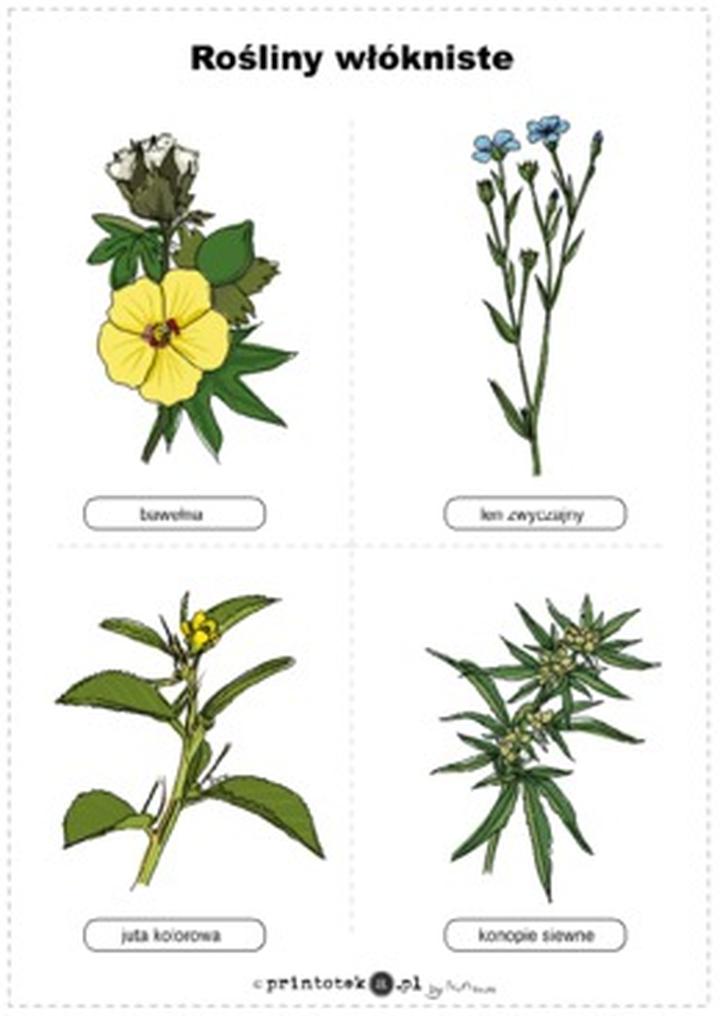 Konopie włókniste w Polsce