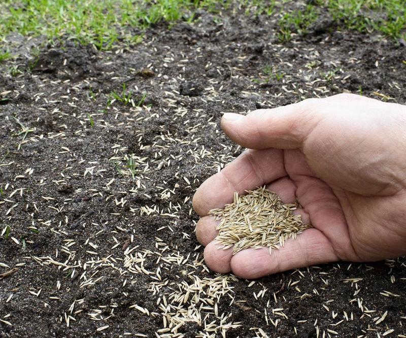 Optymalne warunki siewu