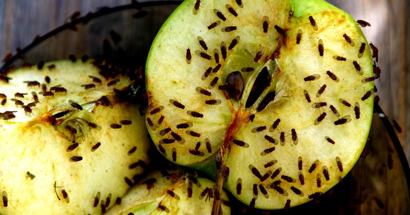 Sposoby na muszki owocówki