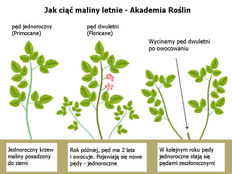 Techniki cięcia malin