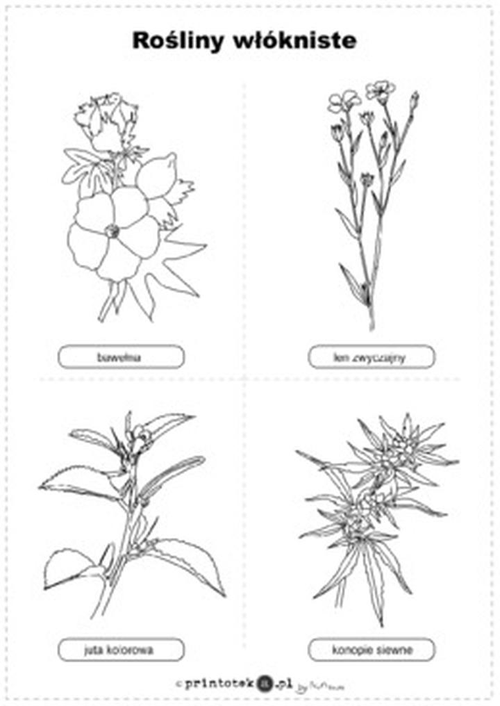 Uprawa konopi włóknistych