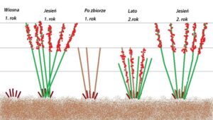 Kiedy i jak przycinać maliny wiosną, aby cieszyć się obfitymi plonami?