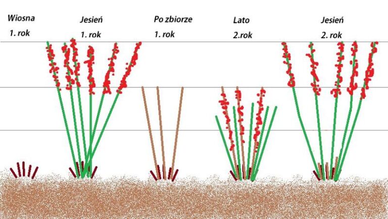 Kiedy i jak przycinać maliny wiosną, aby cieszyć się obfitymi plonami?