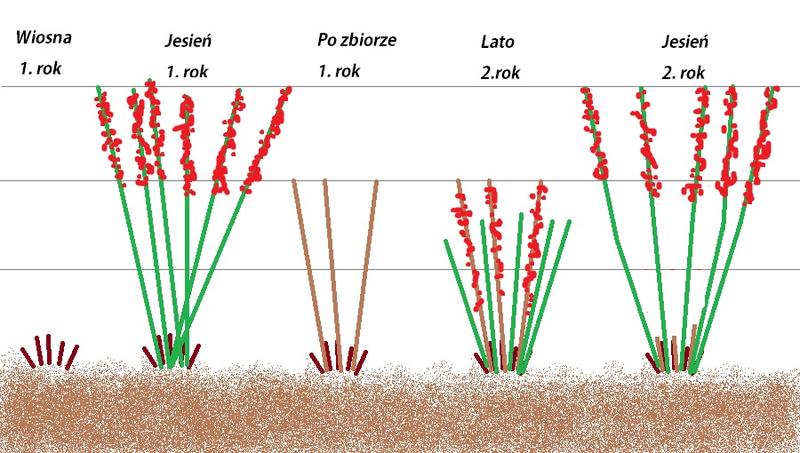 Kiedy i jak przycinać maliny wiosną, aby cieszyć się obfitymi plonami?