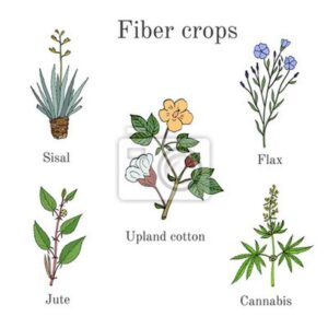 Odkryj fascynujący świat roślin włóknistych uprawianych w Polsce – jakie gatunki warto znać?