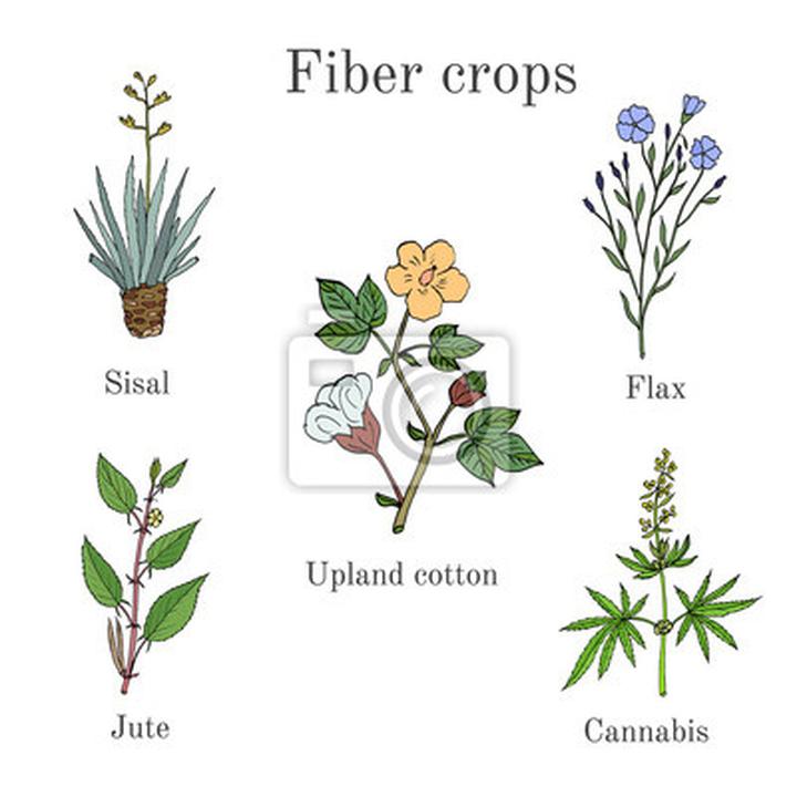 Odkryj fascynujący świat roślin włóknistych uprawianych w Polsce – jakie gatunki warto znać?