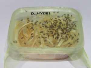 Skuteczne sposoby na owocówki w kuchni, które naprawdę działają