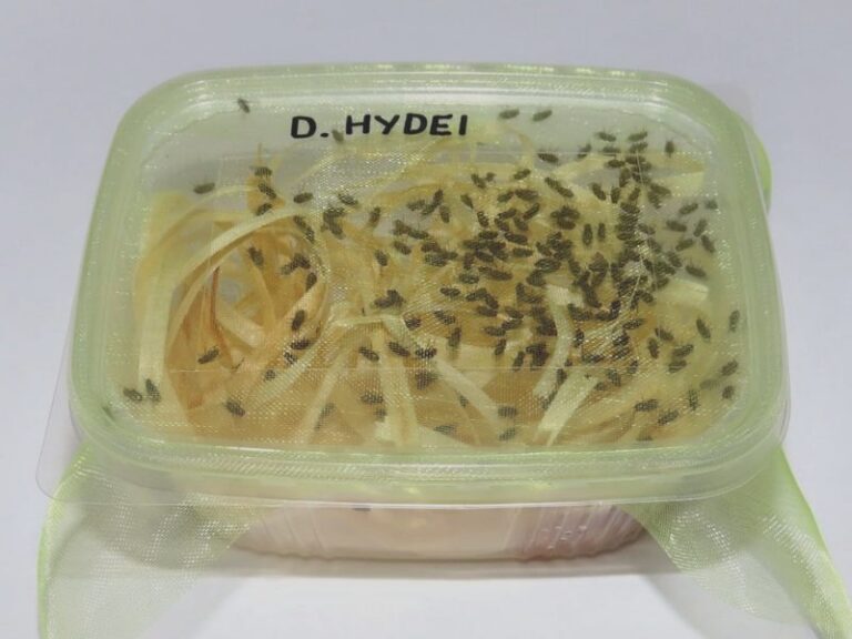 Skuteczne sposoby na owocówki w kuchni, które naprawdę działają