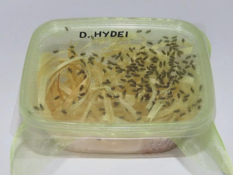 Skuteczne sposoby na owocówki w kuchni, które naprawdę działają