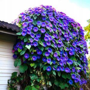 Wilec purpurowy i trojbarwny – idealna dekoracja dla Twojego balkonu?