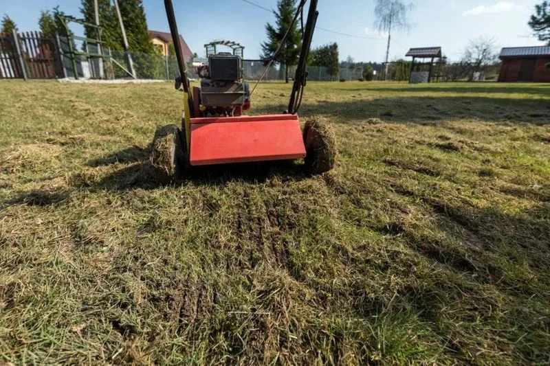 Jak głęboko przeprowadzić wertykulację trawnika, aby osiągnąć najlepsze efekty?