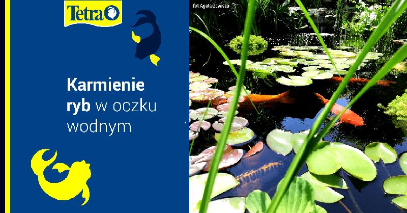 Karmienie ryb w oczku wodnym