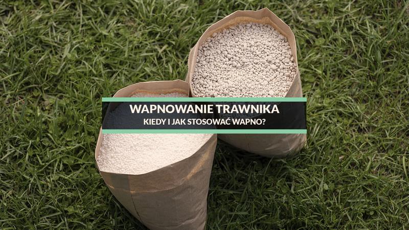 Zdrowy trawnik