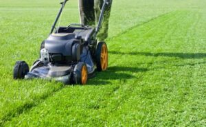 Jak uzyskać piękny trawnik? Prosty plan pielęgnacji na cały sezon